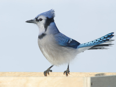 De vogel zit op een voerplank dus daarom de foto maar hier neergezet.
Vond hem zelf goed gelukt al raakt de staart net de rand.
Enige beweging en ze zijn weer weg.
Links een strookje afgesneden om op 800 bij 600 te komen.