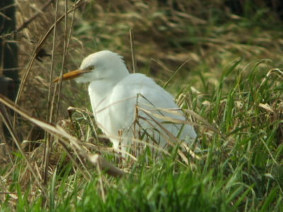 Een eenzame koereiger in de Groote Peel