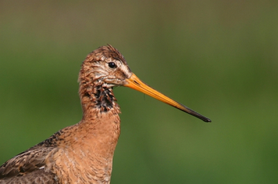 Van uit het natte gras vloog de grutto op en ging in de zon op een paal zich lekker poetsen