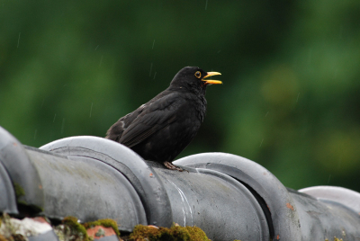 "I'm singing in the rain.."