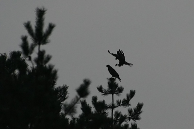 Toen ik deze foto maakte was ik nogal verrast. Ik volgde namelijk een vliegende buizerd en had die tweede niet eens zien zitten. Ik zag later pas op mijn LCD-schermpje dat de eerste buizerd een tweede begroette. Een toevalstreffer dus. Kwalitatief is de foto niet zo best (gecropt, 50% van het origineel), maar ik vond het beeld wel leuk.