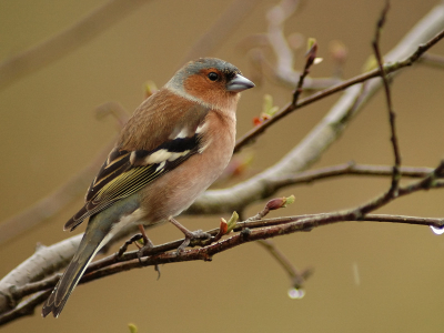 Ook deze vink nog in de regen geplaat.