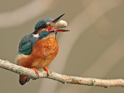 IJsvogel met visje