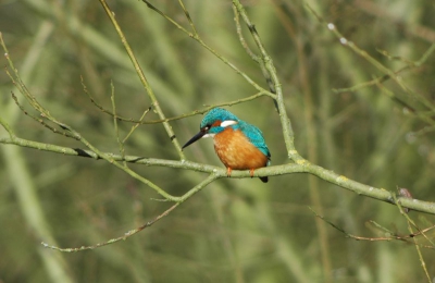 deze ijsvogel is al enkele dagen aanwezig in een sloot aan de rand van het dorp. de foto iets gecropd.