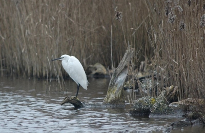 deze zat in het plasje an de zuidkant van de prunjepolder bij de boerderij.