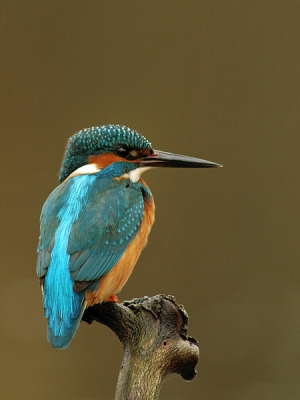 Deze regenachtige dag liet deze ijsvogelman zich regelmatig zien.