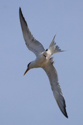 Behalve Reuzensterns visten ook andere, vrij grote, sterns bij Hurghada. Naar mijn idee waren het Bengaalse sterns, maar helemaal zeker er van ben ik niet. Zo nodig lever ik nog aanvullende foto's.