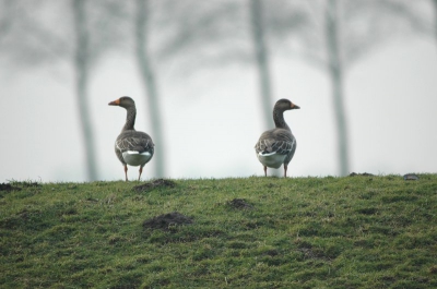 beide stonden op de uitkijk op de dijk .