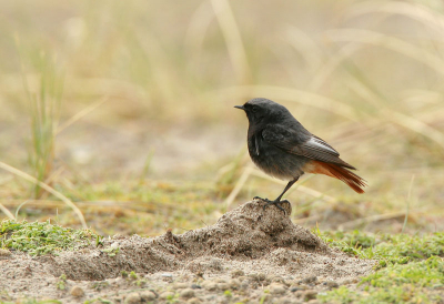 Vandaag waren heel veel Roodorsttapuiten en Roodstaarten aktief op de maasvlakte