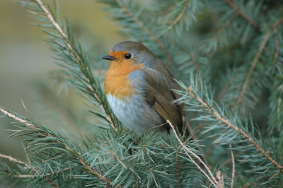 zit al de gehele winter bij mij in de achtertuin