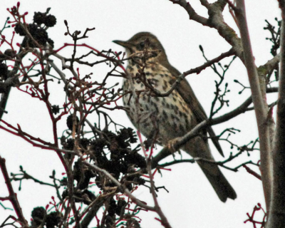 Is dit een Grote Lijster? Ik heb er nog nooit n gezien. Deze zat boven in de boom. Vluchtte bij het minste geringste. Floot wel meer dan 10 verschillende deuntjes. Schaduwen flink opgelicht om wat te kunnen zien.