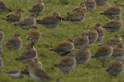 Een grote zwerm streek neer in de polder. Zijn dit goudplevieren? Alvast bedankt voor de moeite.