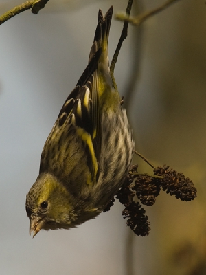 Leuke beweeglijke vogeltjes die vaak (te) hoog in de kruin van de boom zitten, deze wilde wat lager komen.