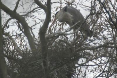 Een van de reigers op nest. Er zijn zo'n 14 nesten, maar door de vele takken is het niet simpel om ze goed in beeld te krijgen.
Het is tevens de eerste foto ndie ik op birdpix plaats.