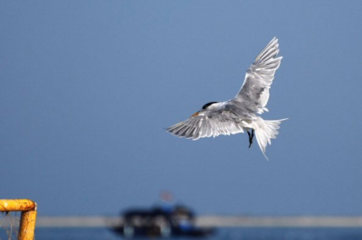 Een mogelijk Bengaalse stern in de landing op het waterpolodoel bi het strand. De foto is kort na die van gisteren gemaakt. Mogelijk is het ook dezelfde vogel. Meer foto's volgen. Nikon D80, 300 mm, 1/1600 sec. f.5.6, + 2 lw., gecropt, verhelderd en iets verscherpt.