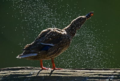 wilde eend; poetsbeurt na bad; (heel) veel tegenlicht