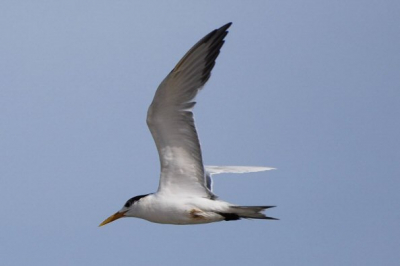 Een derde mogelijk Bengaalse stern in deze serie. Dit is een andere vogel, zie de olievlek of wond op de buik. Nikon D80, 300 mm, 1/1250 sec. f. 6.3 + 0.3 stop; gecropt, iets verhelderd en iets verscherpt.