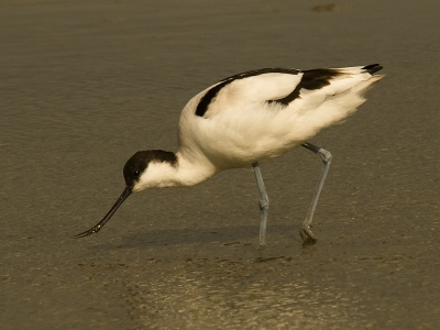 Mijn eerste kluut dit jaar, hij heeft een kreeftje te pakken, niet zo spectaculair als een vogel met een grote prooi maar toch wel leuk.