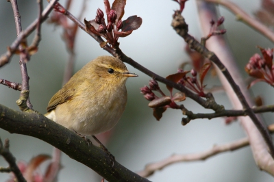 Vogel naar links geplaatst.