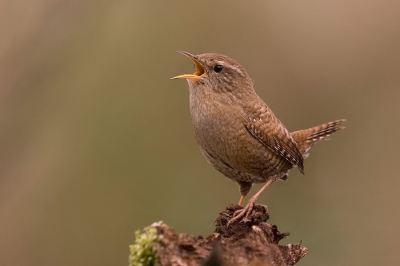 Uit volle borst zingt deze winterkoning de lente toe!

Canon 20D, Sigma 500mm 4,5 HSM DG EX 
iso 200 f7.1  1/200  EV:-1

crop:+/- 10%