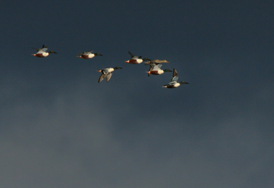 Een heerlijke dreigende achtergrond zorgt ervoor dat de slobeendjes mooi afsteken.
iso 400 f7.1 1/2000 -3/3st 700mm vanaf 1-poot