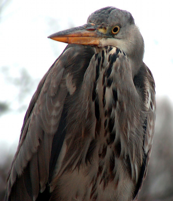 Deze reiger kwam vanmiddag tijdens een regenbui zo ongeveer het huis binnen - ik heb hem niet binnengelaten ;-)