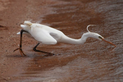 Vissen langs het strand vraagt grote acrobatiek. Schuw was deze reiger allerminst. Nikon D80, 300mm, 1/1250 sec., F 5.6 + 0.3 LW, iets gecropt, iets verhelderd en iets verscherpt.
