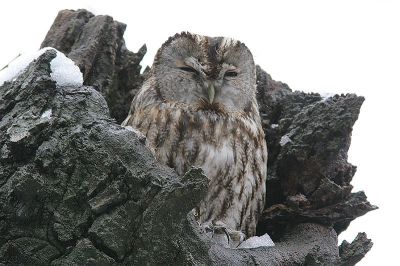 Eerst had ik deze Bosuil met een veel mooiere achtergrond op de plaat, maar daarmee wel een HEEL storend takje net voor zijn kop langs. Hier zit de vogel wel vrij, mar met een hele lege bleke lucht erachter.