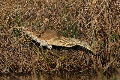 This Squacco Heron (Ardola rallodes) was observed from the bridge over the Arroyo de la Rocina in the flooded marshland of El Roco at the edge of the Doana National Park.