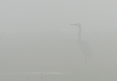 De eerste uren van de dag was het erg mistig, dus toch maar snel even de camera gepakt en de polder in gereden voor wat sfeer plaatjes.