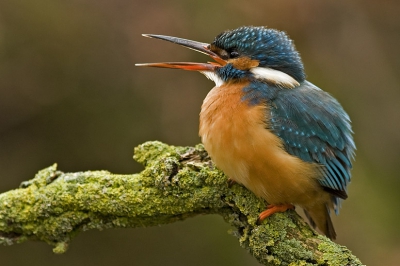 Ondanks het slechte weer toch maar op pad gegaan.
na 2.5 uur zitten, kwam er toch een ijsvogel langs.

www.henrybouw-natuurfotografie.nl