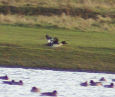 Slechter dan dit worden de foto's niet, excuus daarvoor, toch ben ik benieuwd wat jullie denken dat dit voor en vogel is, met de vogelgids van Europa kom ik tot brilduiker, of misschien de IJslandse brilduiker, door de zwarte streep die door het witte vlak op de vleugel loopt. Ik ben benieuwd!