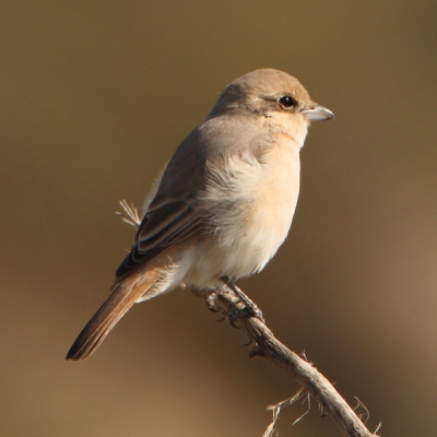 In (Western) Europe the Isabelline Shrike (Lanius isabellinus) is a rare visitor from Central Asia. This bird was observed from February 2 - 10, 2008 in the Nature Reserve Desembocadura del Guadalhorce near the airport of Mlaga in Andalucia (Spain).