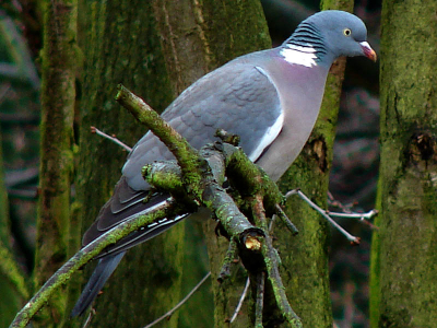 Mijn eerste echte foto voor birdpix...genomen vanaf mijn balkon..
Vriendelijke groet,

Digipieter

   Exposure time         1/80 s
   F-number              f/3.7
   ISO speed ratings     ISO 80
   Flash                 Flash did not fire, compulsory flash mode
   Focal length          72 mm