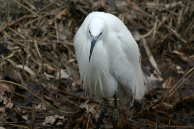 Vogel wat totaal niet schuw in tegenstelling tot andere witte reigers.