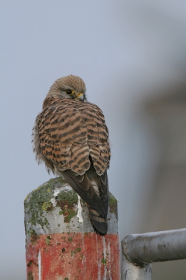 Voor het paasontbijt nog even de polder in (het blijft een verslaving). Dit valkje wilde nog wel even meewerken.
Ik vond het wel leuk om het verschil tussen 700 en 300 mm te tonen.