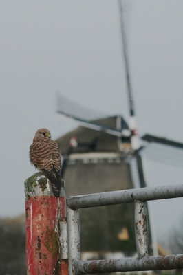 Voor het paasontbijt nog even de polder in (het blijft een verslaving). Dit valkje wilde nog wel even meewerken.
Ik vond het wel leuk om het verschil tussen 700 en 300 mm te tonen.