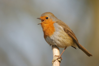 deze roodborst blijft ook vandaag volop aankondigen dat de lente in zicht is...brrr