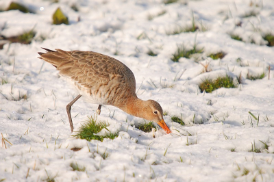 dat beetje sneeuw...ach, daar pik ik wel door heen...vrolijk Pasen!...:-)