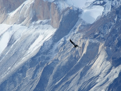 Condors zijn prachtig, maar altijd hoog in de lucht, zwevend op de thermiek op zoek naar dode dieren.
Tijdens een wandeling door het prachtige National Park Torres del Paine kwam er plotseling eentje op zo'n 100 meter van ons vandaan uit de begroeiing omhoog. Ik stond met open mond te kijken en mijn vriendin zei meteen "moet je geen foto maken". Natuurlijk was ik te laat, maar toch snel de camera gepakt en deze Condor foto gemaakt. Op de achtergrond zijn de besneeuwde hellingen van de Cuernos del Paine pieken te zien, d attractie in dit National Park.