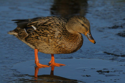 hier nog een foto van een tijdje, liep deze wilde eend op het ijs in de zon. Canon 350D+Sigma 50-500 F4.0-6.3
