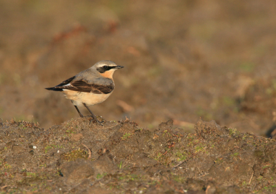 De tapuitjes zijn ook weer gearriveerd op de maasvlakte.

iso400 F7.1 1/640 -0 700mm