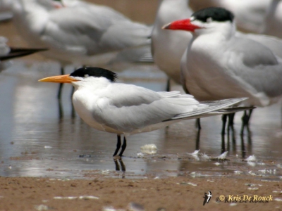 Ondersoort albididorsalis.
WP trips