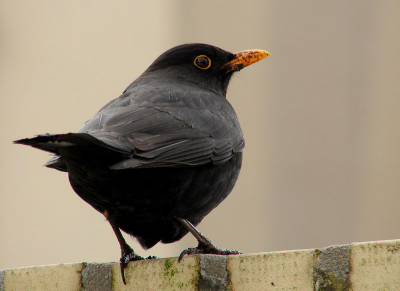 Dit merelpaar heeft een paar weken geleden een nest in de coniferenhaag gemaakt en wordt nog niet gebruikt. Ze komen wel elke dag in de tuin.