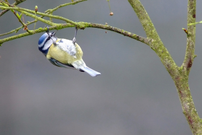 Altijd een leuk vogeltje met dikwijls verassende standjes .
Fuji S5pro
Nikon AF 300/4