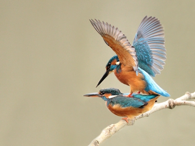 Parende ijsvogels, zelfde koppel als voorheen, maar nu op een ander takje.