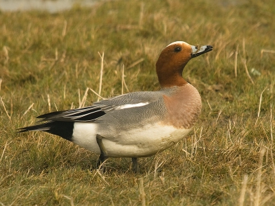 Vandaag tussen de buien door kreeg ik toch nog wat smienten op de plaat, druk met het eten van gras maar erg op hun hoede, bij de minste beweging zijn ze weg.