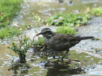 Nog een onregelmatige bezoeker van het natte deel van het eiland in Lago Peho waar we 1 nacht in een hotel hebben overnacht. De Grijsbuikwipstaart is een algemene vogelsoort in Patagonia.