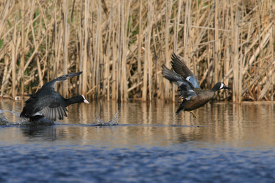 Het blauwvleugeltalinkje werd niet ontzien door deze meerkoet.
iso 200 f8 1/1000 -1/3 stop 700mm