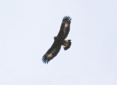 Vanuit ons vakantiehuis in Zwitserland zagen we een flinke vogel met de termiek 'uit het dal klimmen'... Vrij zeker dat het een juveniele steenarend is, maar ja...toch enige twijfel...